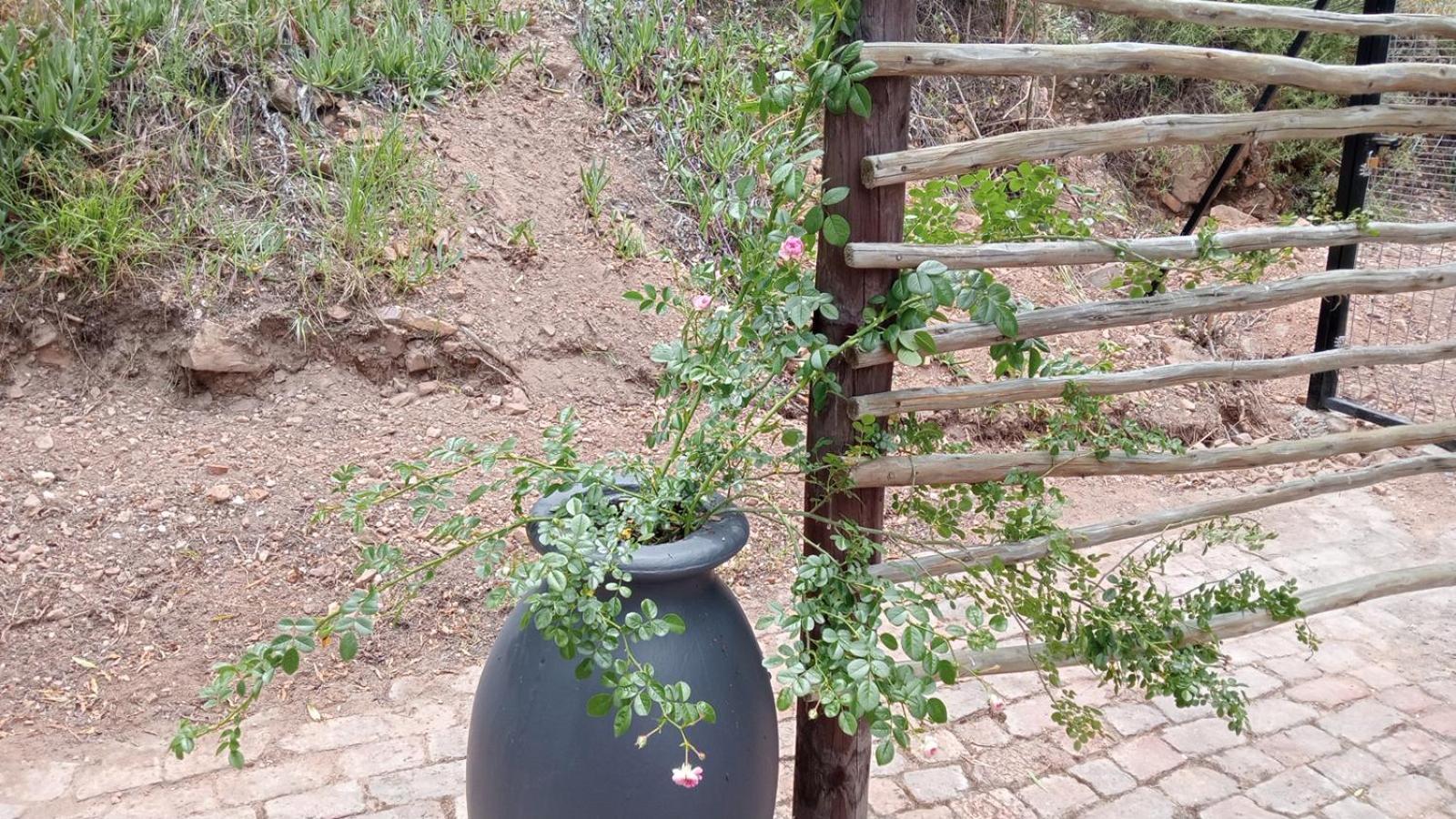 Kranskloof Country Lodge Oudtshoorn Esterno foto